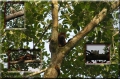 andes, amazon, wildlife, ecuad-16